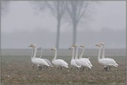 auf Distanz... Singschwäne *Cygnus cygnus*