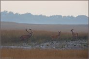 schöne Beobachtung... Rotwild *Cervus elaphus*