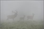 in dichtem Nebel... Rotwild *Cervus elaphus*