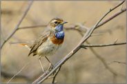 im Gebüsch... Blaukehlchen *Luscinia svecica*