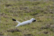 erfolgreicher Mäusejäger... Hermelin *Mustela erminea*
