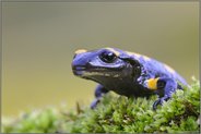 ein Waldtier... Feuersalamander *Salamandra salamandra*