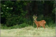 Kopfschmuck... Rehbock *Capreolus capreolus*