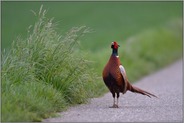 Herr Generalmajor... Jagdfasan *Phasianus colchicus*