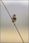 Frühheimkehrer... Blaukehlchen  *Luscinia svecica*