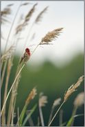 singend... Karmingimpel *Carpodacus erythrinus*