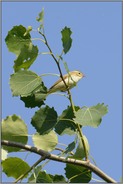 unscheinbar... Grünlaubsänger *Phylloscopus trochiloides*