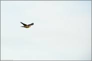 im Flug... Sperbereule *Surnia ulula*