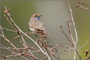 Blick über die Schulter... Blaukehlchen *Luscinia svecica *