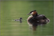 jung und alt... Haubentaucher *Podiceps cristatus*