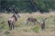 der Herr und sein Rudel... Rothirsch *Cervus elaphus*