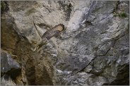 Abflug aus der Wand... Europäischer Uhu *Bubo bubo*