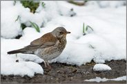 im Schnee... Wacholderdrossel *Turdus pilaris *