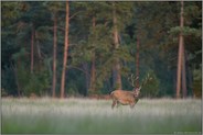 vollgefressen... Rothirsch *Cervus elaphus*