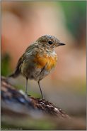 ein Jungvogel... Rotkehlchen *Erithacus rubecula*