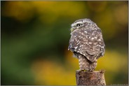 im Herbst... Steinkauz *Athene noctua*