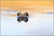 Wasserspiegelungen... Erdkröte *Bufo bufo*