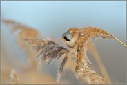 Schilfrispen... Bartmeise *Panurus biarmicus*