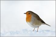 standhaft... Rotkehlchen  *Erithacus rubecula*