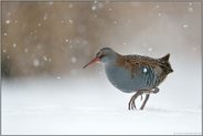 unterwegs... Wasserralle *Rallus aquaticus*