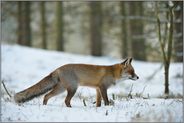 Märchenwald... Rotfuchs *Vulpes vulpes*