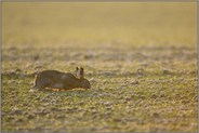 Ernährungsprobleme... Feldhase *Lepus europaeus*