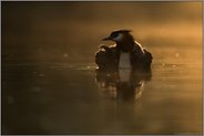 schwer beladen... Haubentaucher *Podiceps cristatus*