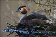auf dem Nest... Haubentaucher *Podiceps cristatus*