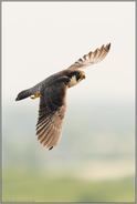 hoch oben... Wanderfalke *Falco peregrinus*