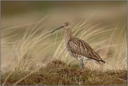 in der Dünenheide... Großer Brachvogel *Numenius arquata*