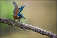 vergeblich bettelnd... Eisvogel *Alcedo atthis*
