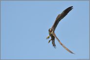 Anflug... Wanderfalke *Falco peregrinus*