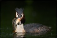fette Beute... Haubentaucher *Podiceps cristatus*