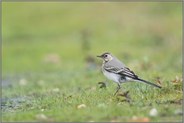 am Wasser... Bachstelze *Motacilla alba*