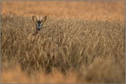 bei der Äsung... Rehbock *Capreolus capreolus*