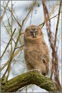 unausgeschlafen... Waldkauzästling *Strix aluco*