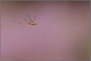 im Flug... Große Heidelibelle *Sympetrum striolatum*