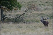 am Totholz... Rothirsch *Cervus elaphus*