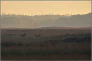 spätes Licht... Rotwild *Cervus elaphus*