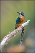wunderschön... Eisvogel *Alcedo atthis*