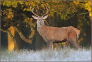Jungspund... Rothirsch *Cervus elaphus*