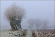 der Weg auf die Felder... Kopfbäume *Bislicher Insel*