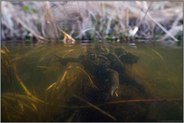Einblicke... Erdkröten *Bufo bufo*
