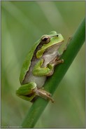 gelbgrün... Europäischer Laubfrosch *Hyla arborea*