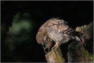 Genuß... Steinkauz *Athene noctua*