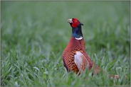 Fasanenschrei... Fasanenhahn *Phasianus colchicus*