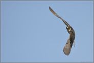 wendiger Flieger... Wanderfalke *Falco peregrinus*
