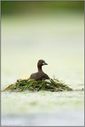 auf dem Nest... Zwergtaucher *Tachybaptus ruficollis*