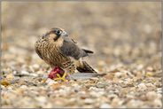 gut versorgt... Wanderfalke *Falco peregrinus*