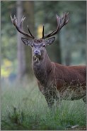 prächtiger Nachwuchshirsch... Rothirsch *Cervus elaphus*